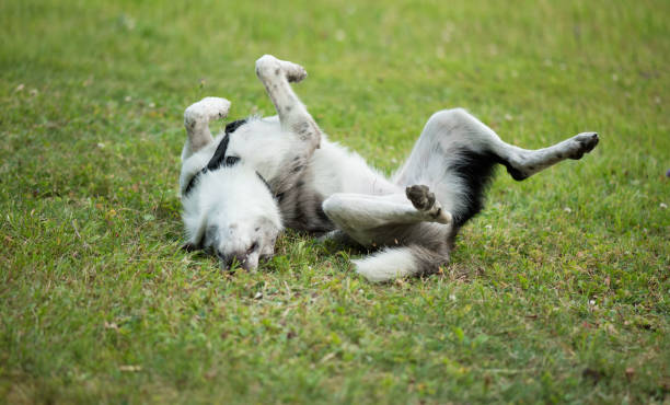 istock Blue Merle Border Collie. Herding dog breed. 1169801870