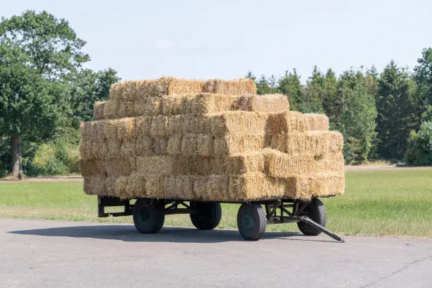 Old farm wagon with flat rectangular straw bales stacked in a livestock farming in the Netherlands.