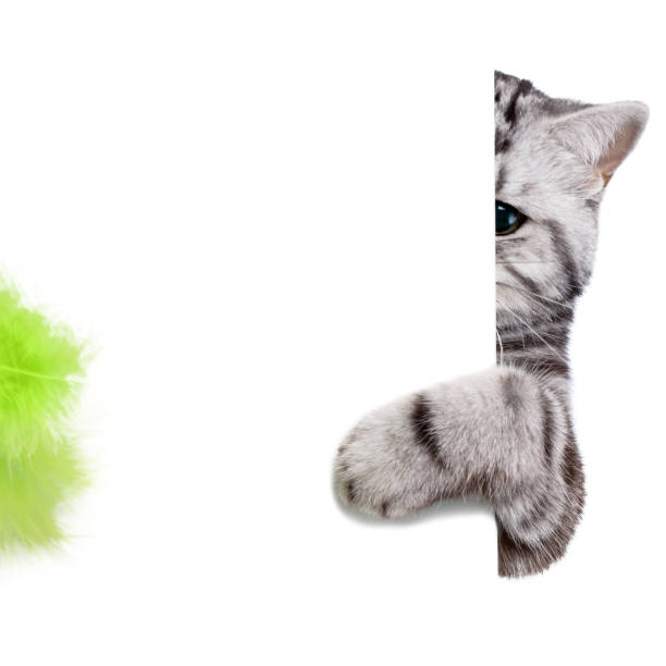 Pretty cat (british shorthair) behind a blank white banner playing with a feather, isolated on white. Space for copy.