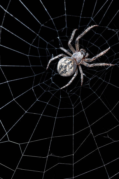 Spider on a web A DSLR photo of a spider on his web on a black background. spinning web stock pictures, royalty-free photos & images