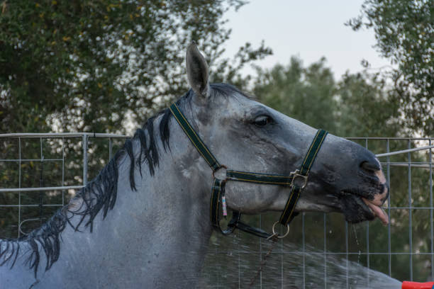 ぼかしの背景に乗馬学校で訓練した後の馬のための新鮮なシャワー - young animal beautiful horse mammal ストックフォトと画像