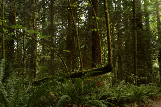istock Beautiful Tree Trunks Through Forest Against Morning Sun At Priest Point Park 1169804816