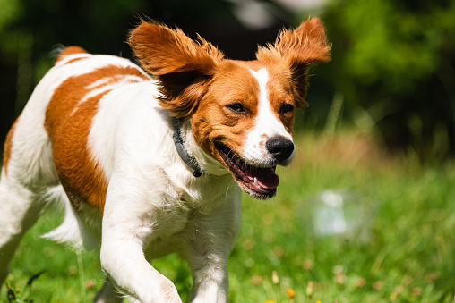 Brittany dog female puppy running through grass towards camera. Animal background. Copy space on right