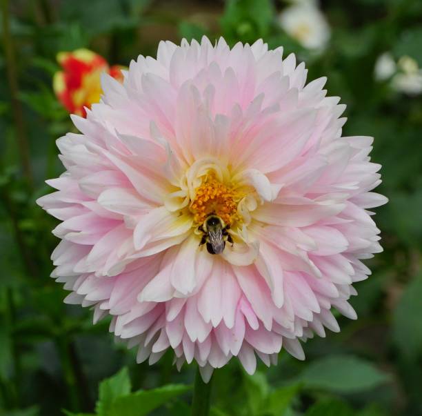 istock A bee on a pink and white Dahlia 1169806020