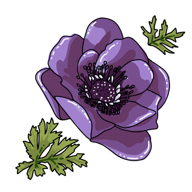 illustrations, cliparts, dessins animés et icônes de anémone colorée dessinée à la main simple. fleur de violette avec le chemin noir de ligne, plan rapproché, sur un fond blanc. fleur botanique de champ d'illustration de vecteur. belle fleur de poppy aemone coronaria - poppy white background close up cut flowers