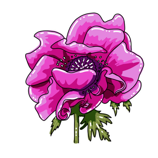 illustrations, cliparts, dessins animés et icônes de anémone colorée dessinée à la main simple. fleur rose de magenta avec le chemin noir de ligne, plan rapproché, sur le fond blanc. fleur botanique de champ d'illustration de vecteur. belle fleur de poppy aemone coronaria - poppy white background close up cut flowers