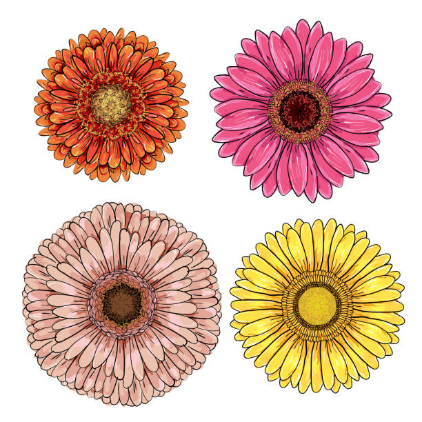 illustrations, cliparts, dessins animés et icônes de ensemble de 4 gerberas oranges, jaunes, roses, magenta isolés sur fond blanc pour les cartes de vœux, les invitations de mariage, l'anniversaire, la saint-valentin, la fête des mères. gerber daisy ligne illustration d'esquisse. - yellow background square macro rough