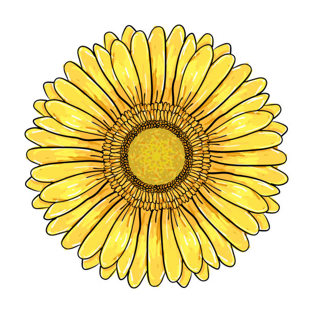 illustrations, cliparts, dessins animés et icônes de fleur de marguerite de gerbera, tête jaune colorée d'isolement sur le fond blanc, illustration florale. stylo vectoriel dessiné à la main et illustration d'encre de fleur de marguerite de gerbera dans le modèle d'esquisse de cru - yellow background square macro rough