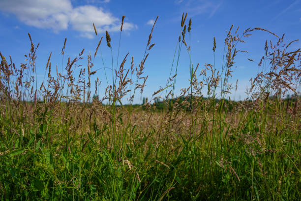 istock Tall grass in a field with a blue sky background 1169807618