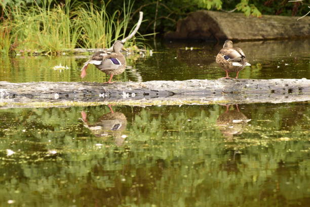 istock Beautiful Ducks In Pond At Burfoot Park 1169808557