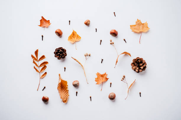 istock Autumn pattern made of dried leaves and pine cones 1169808898