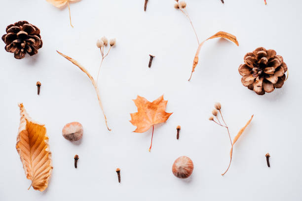 istock Autumn pattern made of dried leaves and pine cones 1169808905
