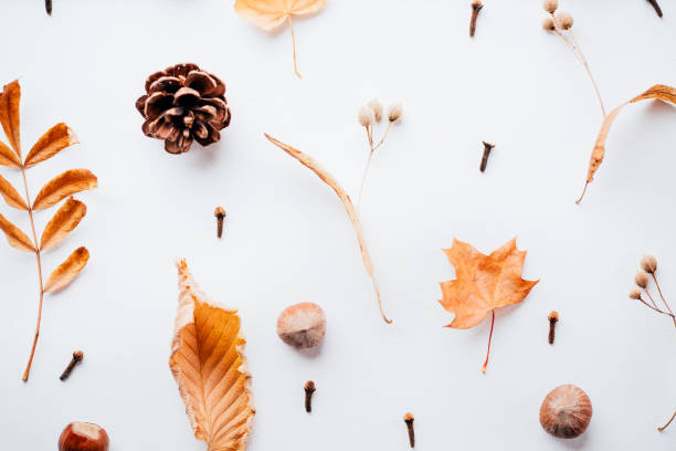 istock Autumn pattern made of dried leaves and pine cones 1169808907