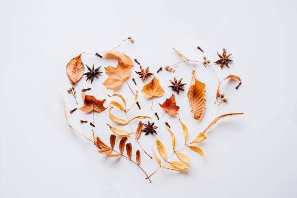 istock Autumn composition of dried leaves on white background 1169808942