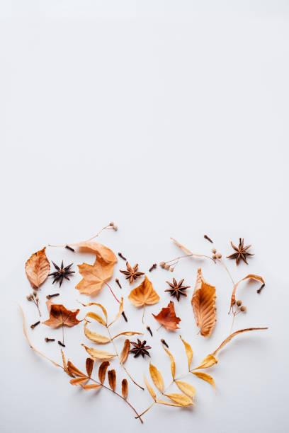 istock Autumn composition of dried leaves on white background 1169808945