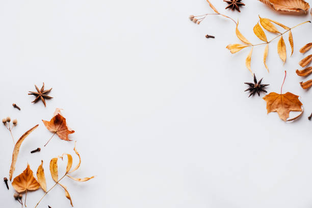 istock Autumn composition of dried leaves on white background 1169808954