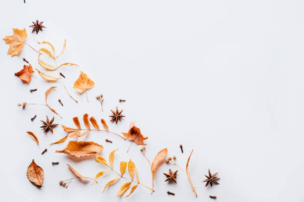 istock Autumn composition of dried leaves on white background 1169808959