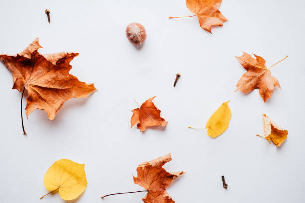 istock Autumn floral design greeting card 1169808965
