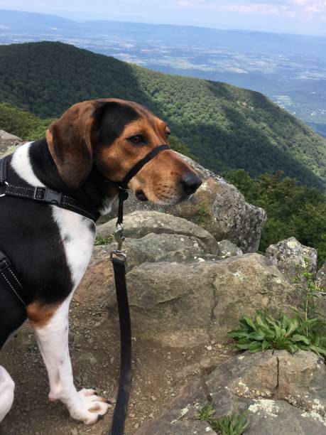 istock Dog on a mountain 1169809066