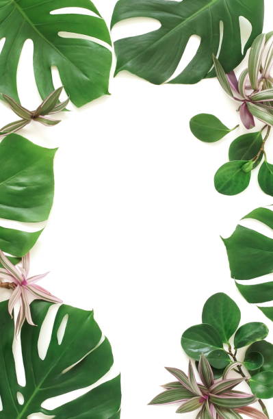 istock tropical green palm, monstera leaves , branches pattern isolated frame on a white background. top view.copy 1169809836