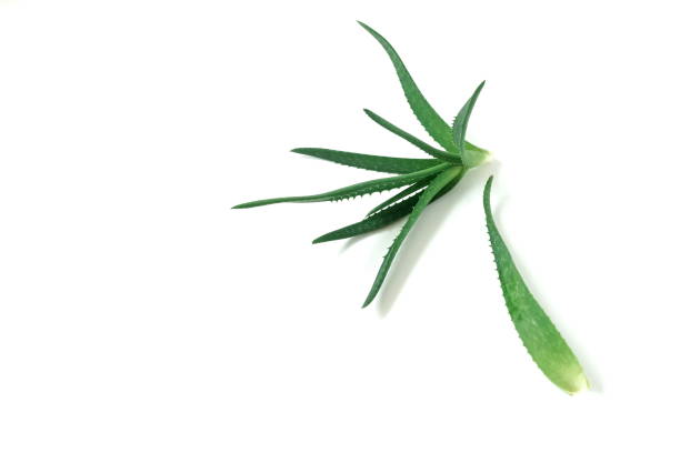 istock Aloe vera plant isolated on white background. poster 1169809954