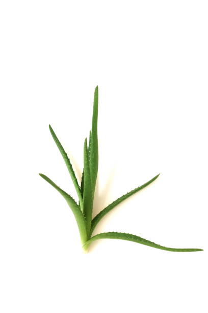 istock Aloe vera plant isolated on white background. poster 1169810019