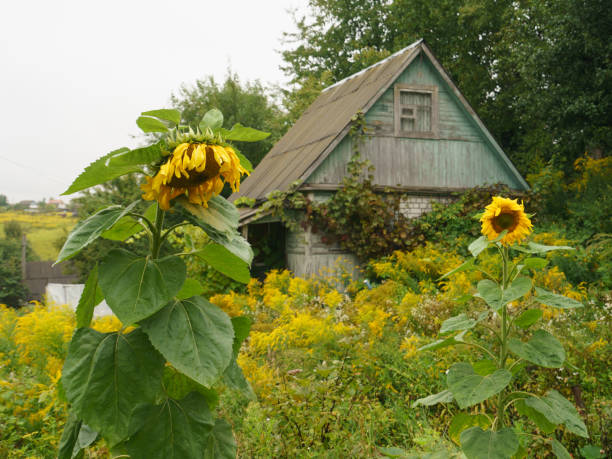 istock Sunflowers in nature 1169810050