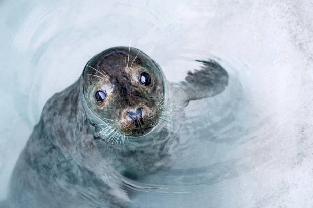 sello curioso flotando en aguas poco profundas alrededor del iceberg - foca fotografías e imágenes de stock