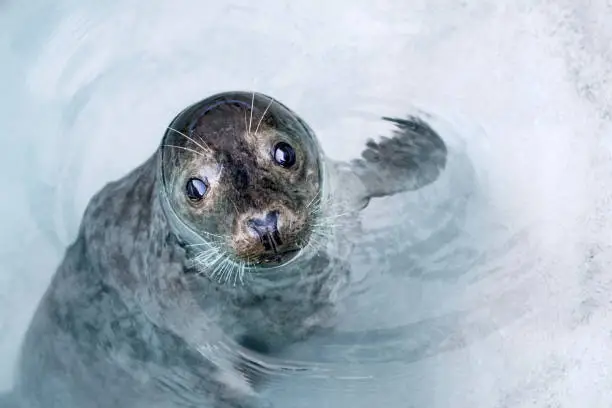 Photo of Curious seal floating in shallow water around iceberg