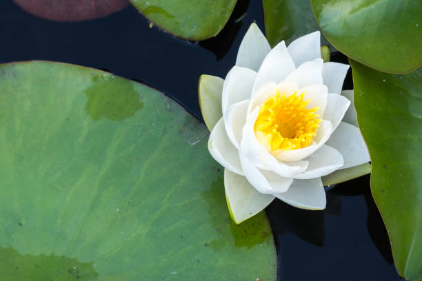 istock open water lily on a sunny day with copy space 1169812131