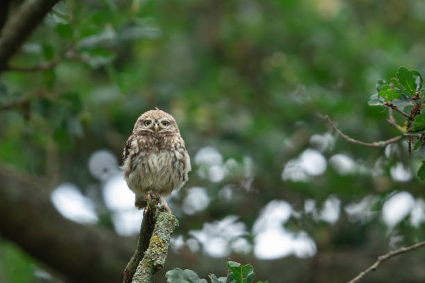 istock Little owl in the tree 1169812135
