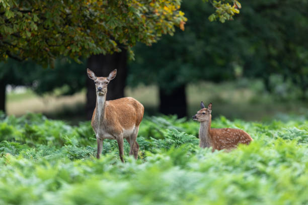 istock Doe with fawn in the forest 1169812313