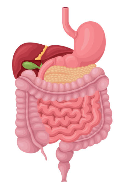 menschlicher verdauungstrakt - menschlicher verdauungstrakt stock-grafiken, -clipart, -cartoons und -symbole