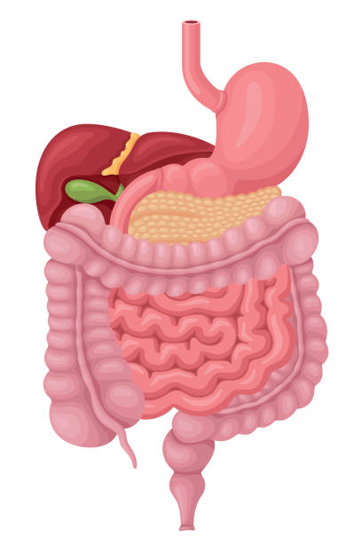 ilustraciones, imágenes clip art, dibujos animados e iconos de stock de sistema digestivo humano - sistema digestivo humano