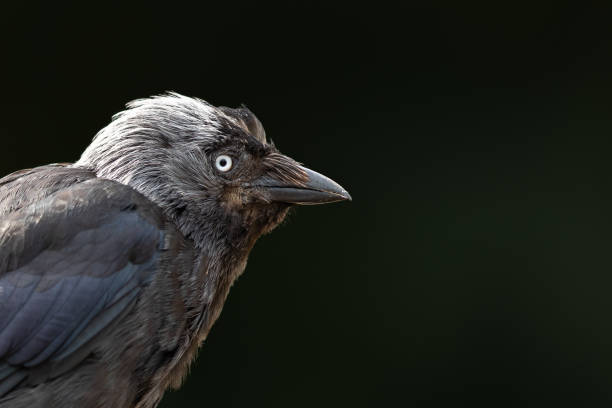 istock Portrait of Western Jackdaw 1169813132