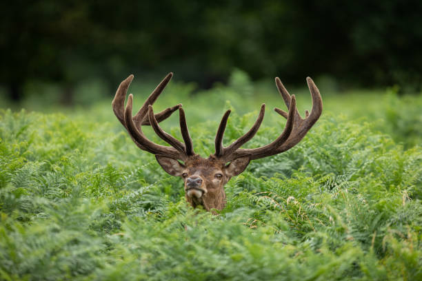 istock Red deer in richmond park 1169813212