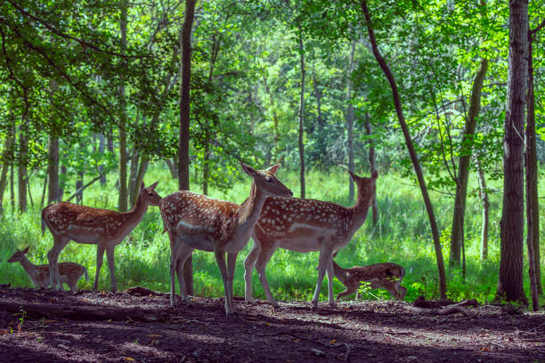 istock The fallow deer (Dama dama) ,Doe with fawn in conservation area 1169814136