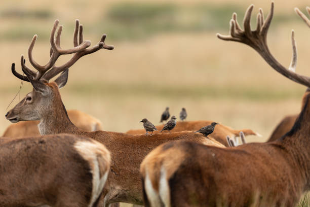 istock Red deer in richmond park 1169814274