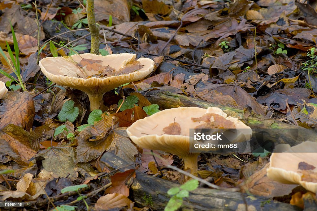 버섯 - 로열티 프리 0명 스톡 사진
