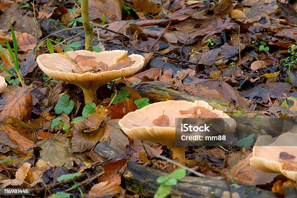 Foto de Cogumelos e mais fotos de stock de Amarelo - Amarelo, Arvoredo, Bosque - Floresta