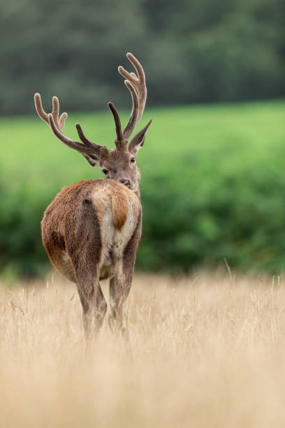 istock Red deer in richmond park 1169814504