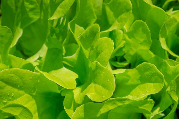 istock Fresh green Lettuce salad background 1169814524