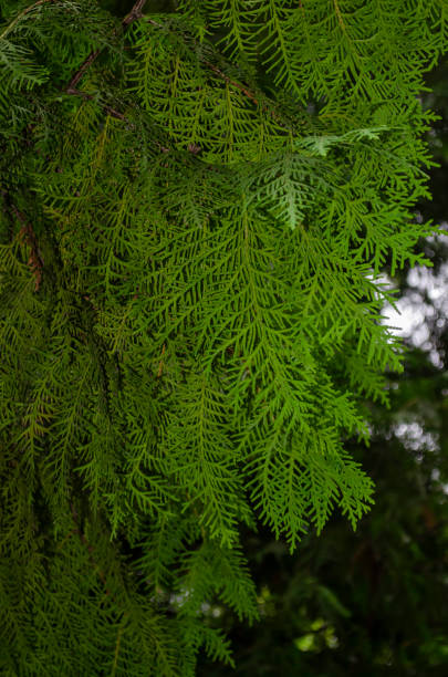 istock Close-up view of an evergreen cedar bush. 1169814532