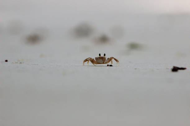 Little crab on a beach / Zanzibar / blurred background