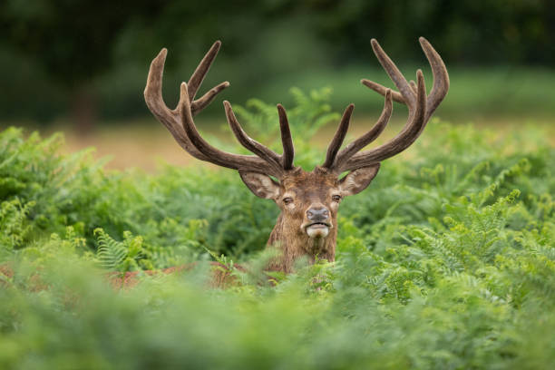 istock Red deer in richmond park 1169815986