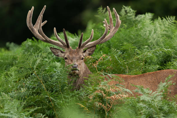 istock Red deer in richmond park 1169816129