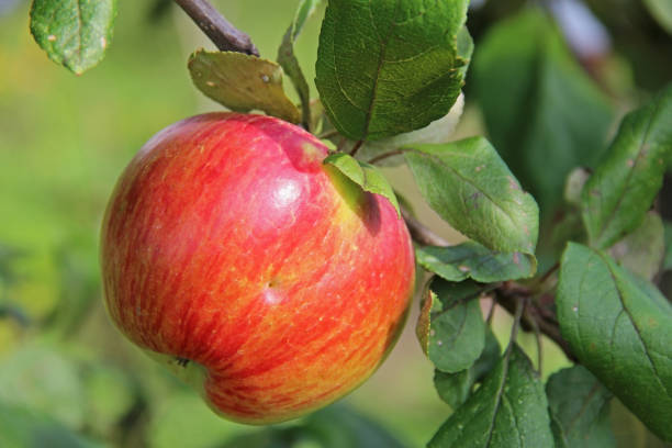 istock Red-yellow Shtrifel apple on apple tree branch. 1169816183