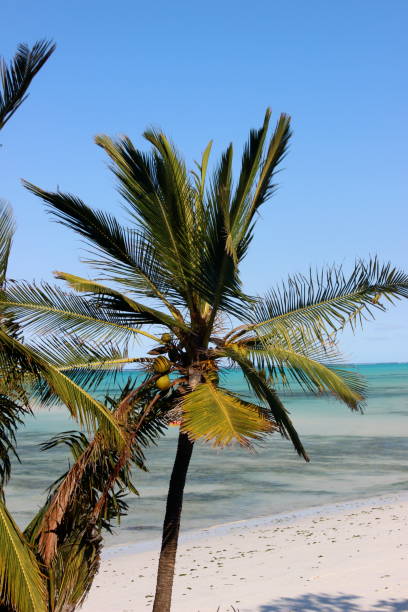 istock Palm trees on the beach / sunny / coconuts / turquoise waters / white sand 1169816958