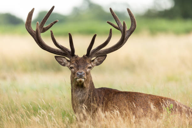istock Red deer in richmond park 1169817107