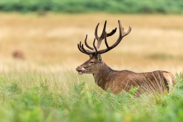 istock Red deer in richmond park 1169817274